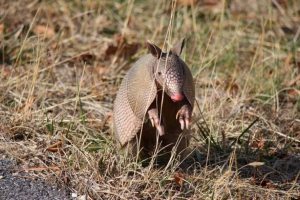 Житель техасу отримав кулю у голові, коли він намагався стріляти зброю Житель техасу отримав кулю у голові, коли він намагався стріляти зброю